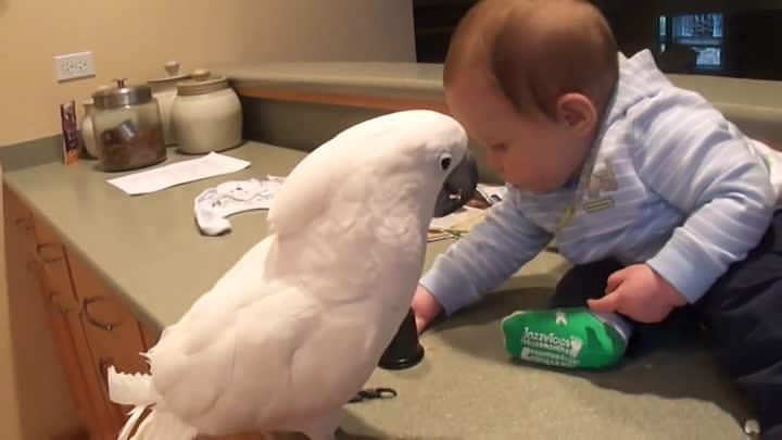 Попугай и малыш едят вместе