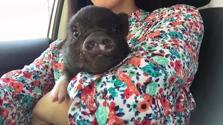 Мини-свинка Tinky едет в свой новый дом в свою новую семью!