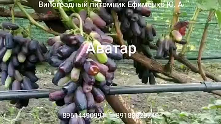 Свит сапфир (Аватар)