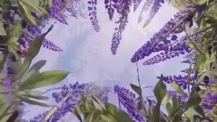 красивое видео, цветы