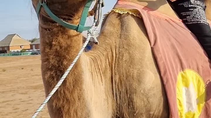 Верблюд в Калмыкии.mp4