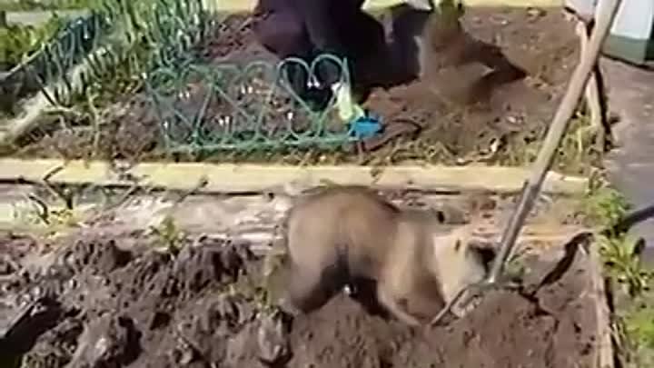 Медведь помогает сажать картошку!