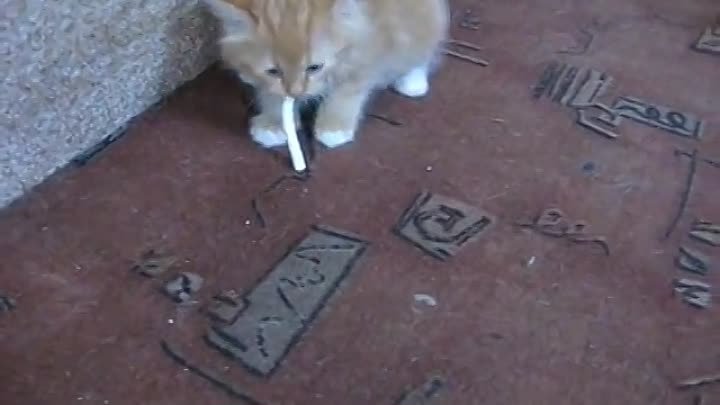 Как отучить кота курить؟