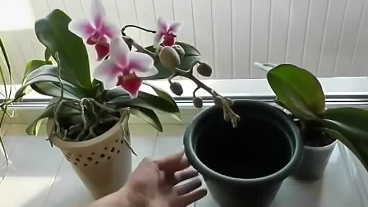 Как поливать орхидеи