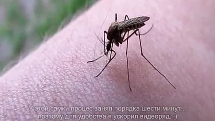 укус комара ржака