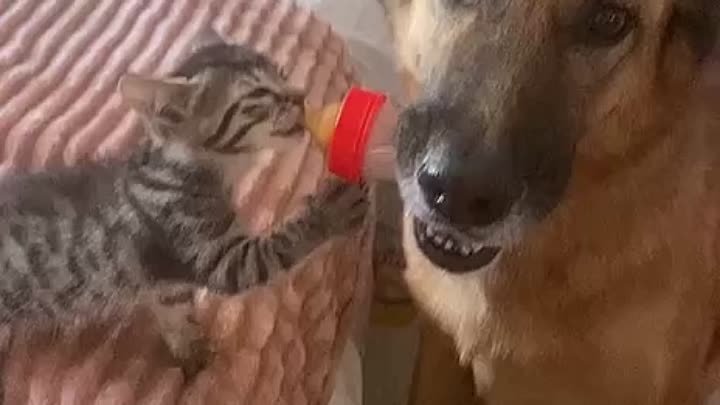 Пес кормит маленького котенка с бутылочки