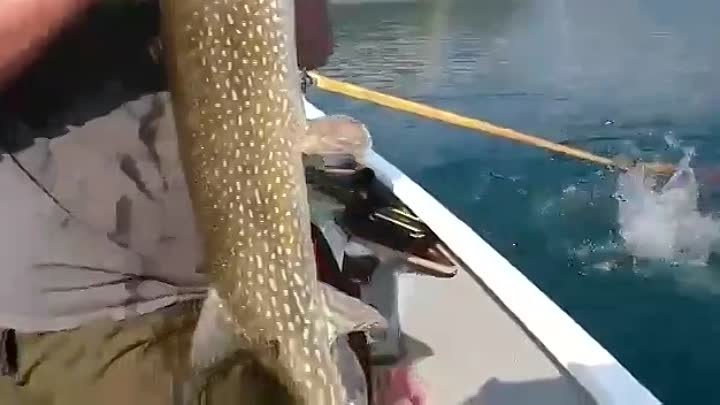 Интересный случай на рыбалке