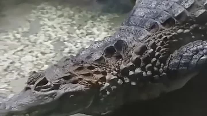 Каймановый крокодил, океанариум Тропическая Амазонка (Лазаревское, С ...