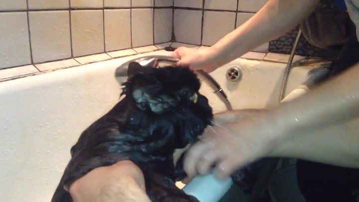 Кот в ванне говорит нормально. Черный кот купается. Хозяйка купает кота. "Мыть" видеозаписи. Купают говорящего кота.