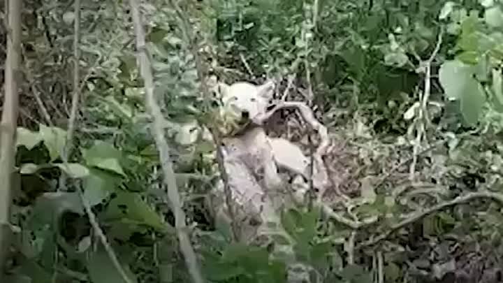 Нашел хвостатого друга в лесу