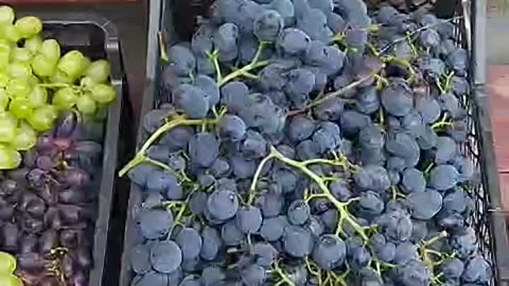 Беларусь виноградная
