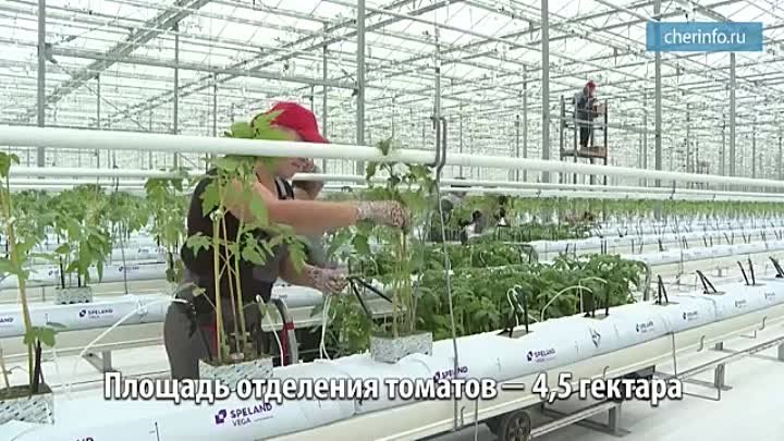 Урожай в тепличном комплексе (online-video-cutter.com)