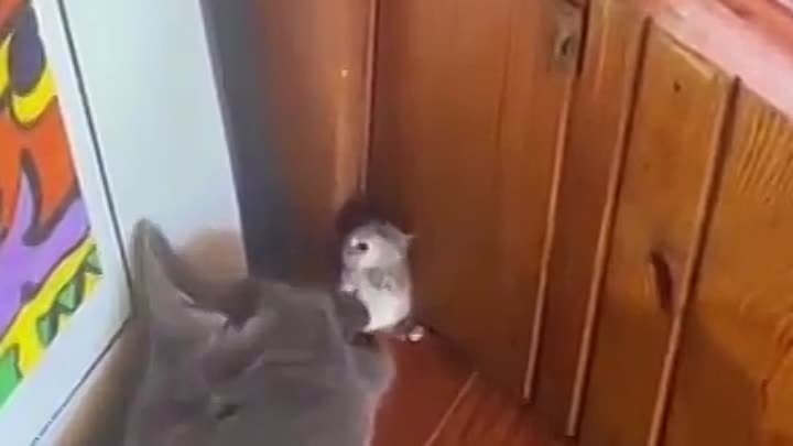 Внимание! Котик играет с мышкой. Спасибо за внимание.