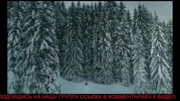 Удивительное видео волки спасли человека от холода