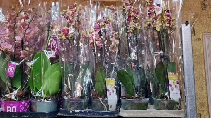 Новая поставка орхидей  для заказа +79180336327