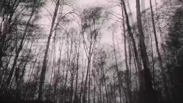 Владушка - В лесу прифронтовом