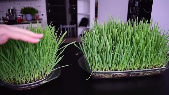 DIY ideas- Как посадить траву. Выращиваем газон