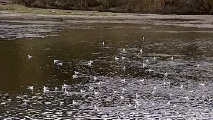 Чайки прилетели на реку Белая!