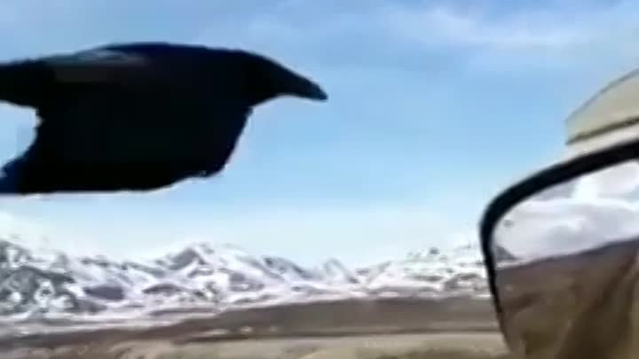 Ручная ворона на трасе
