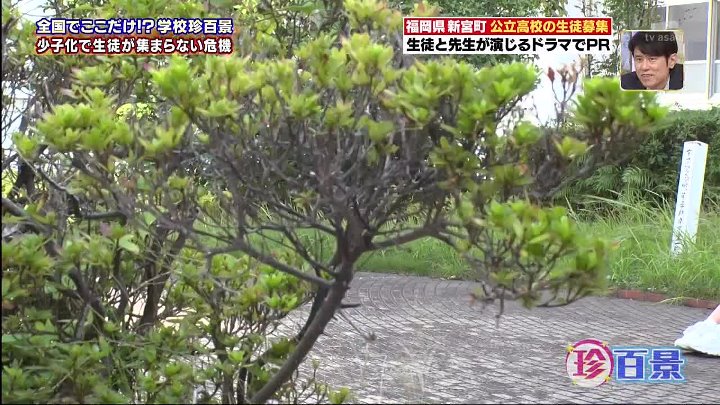 ナニコレ珍百景 動画　静岡…画期的!スズメバチの巣vsドローン 　 | 2022年10月16日