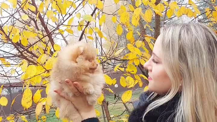 осеннее настроение  из Минска 💞💞💞Солар Джой