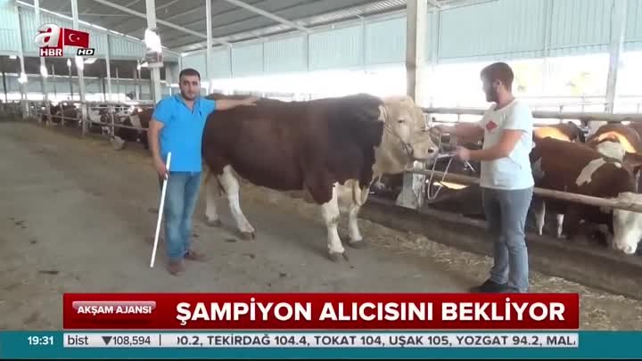 Şampiyon alıcısını bekliyor (35 000 TL)