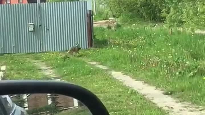 Охотница-лиса в Большевике