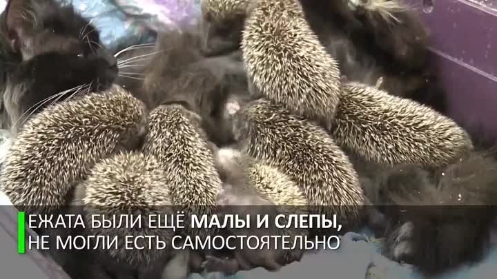 Мама Муся- кошка усыновила восьмерых ёжиков-сирот
