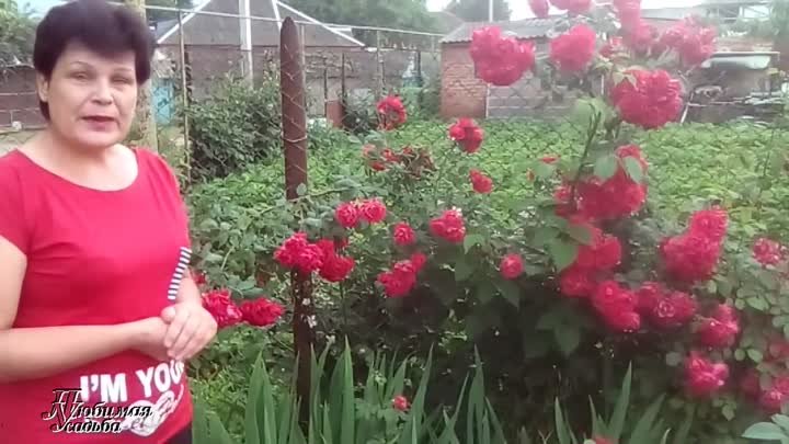 Плетистые розы Уход во время и после цветения (2017)