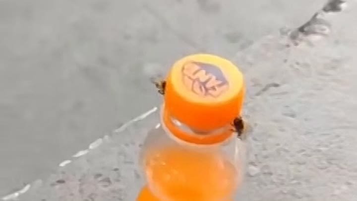 Пчелы открывают бутылку газировки
