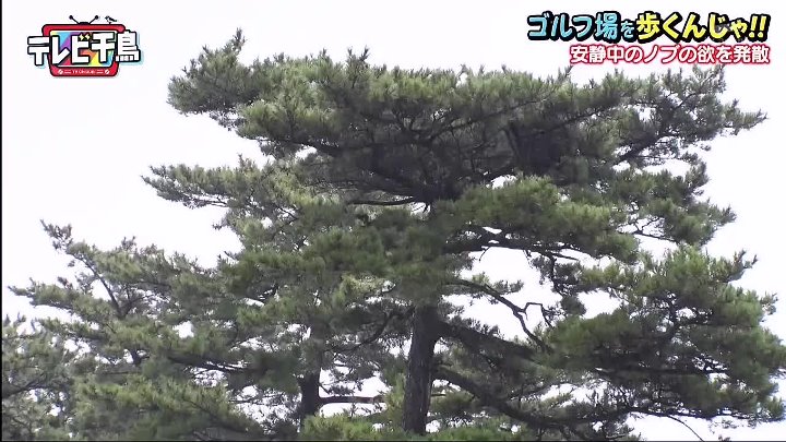 テレビ千鳥 動画　休養明けで安静のためゴルフ禁止のノブ。 | 2022年10月27日