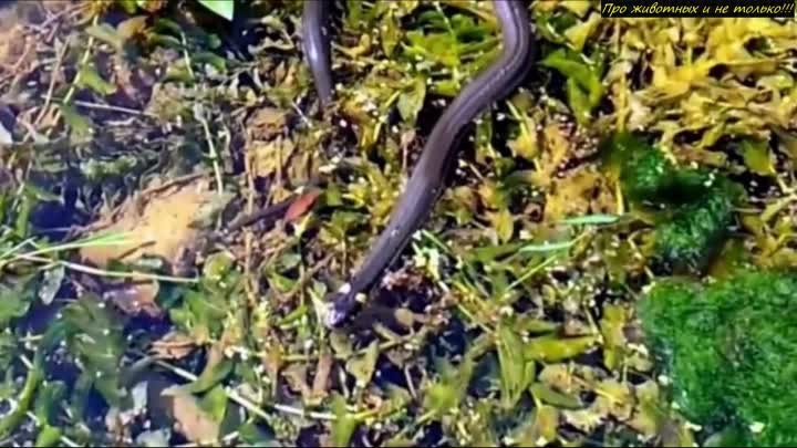 He was feeding fish when THIS appeared out of the water! I wouldn&#3 ...