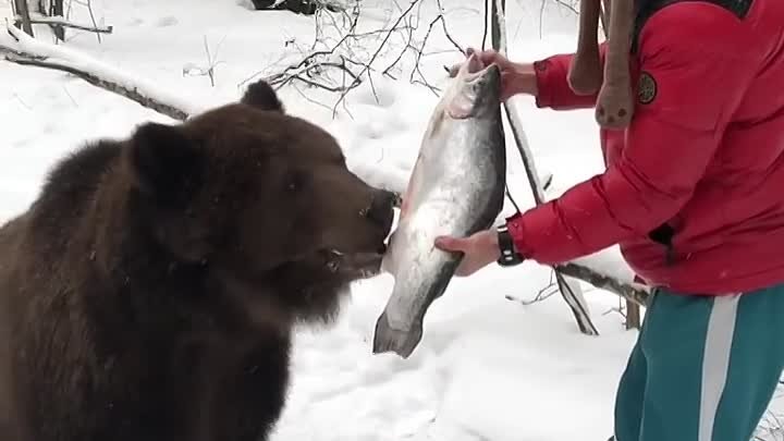 Уговариваем медведя Тома съесть рыбу