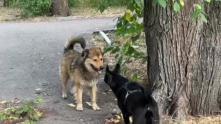 Вежливое общение двух взрослых собак