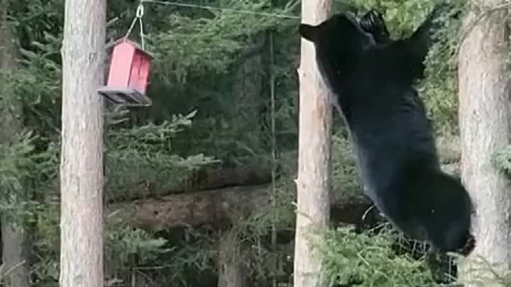 Кто кого. Медведь против кормушки для птиц