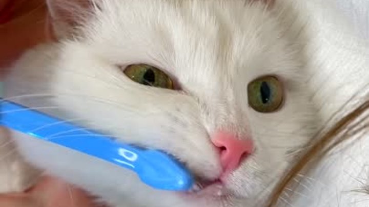 Пора чистить зубки!
