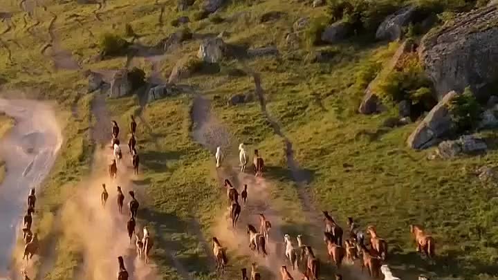🐎Табун лошадей на Белой скале, Крым.
