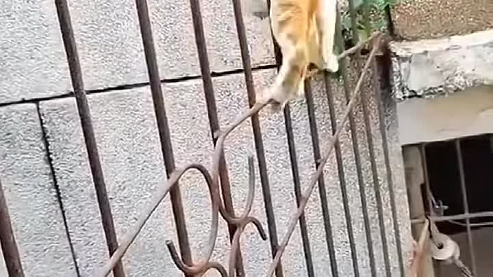 Гибкий кот