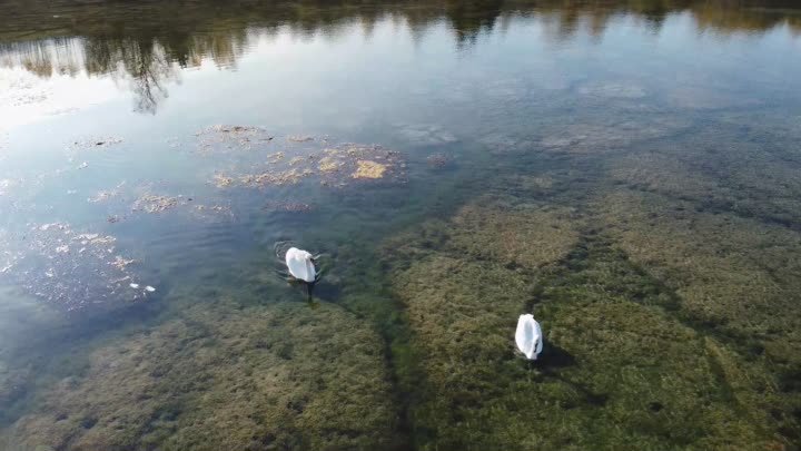 Лебеди на озере Кунгурского района