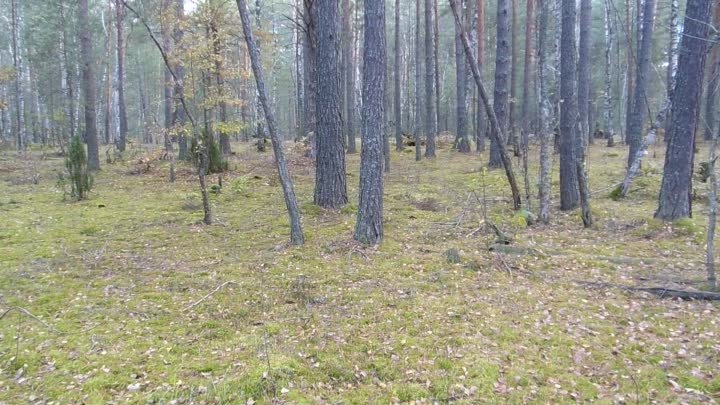 Калужский мховый лес