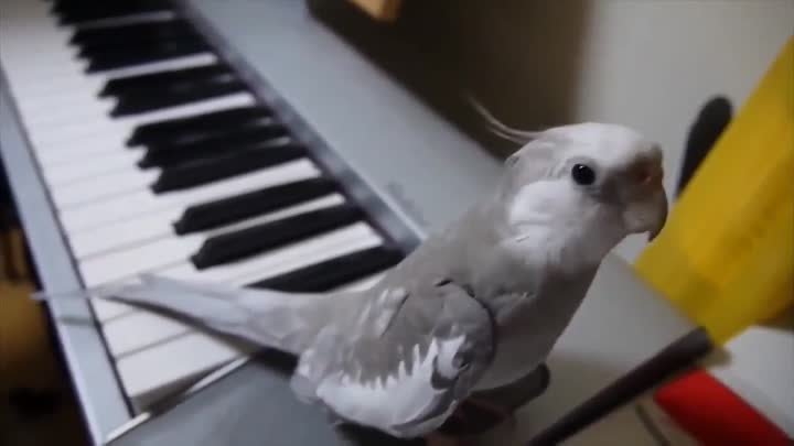Попугай исполняет под пианино