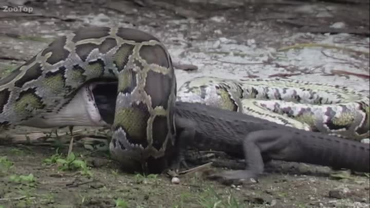 Гигантская змея против аллигатора реальный бой!
