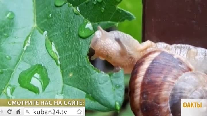 В Геленджике туристы сняли на видео завтрак улитки