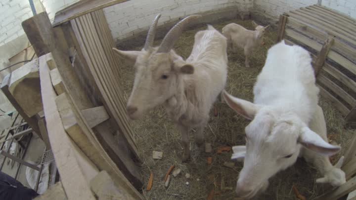 Коза Маня и козел Федор - наш контактный зоопарк