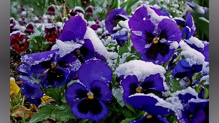 Цветы под снегом исп. Лариса Долина(автор ролика А. Синица)