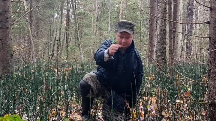 Посадка Сибирских кедров🌲 на Вологодчине. 15.10.2022г