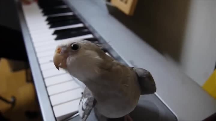 Попугай корелла поет