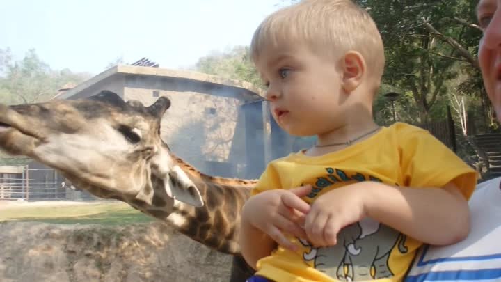 Зоопарк Паттайя Жираф