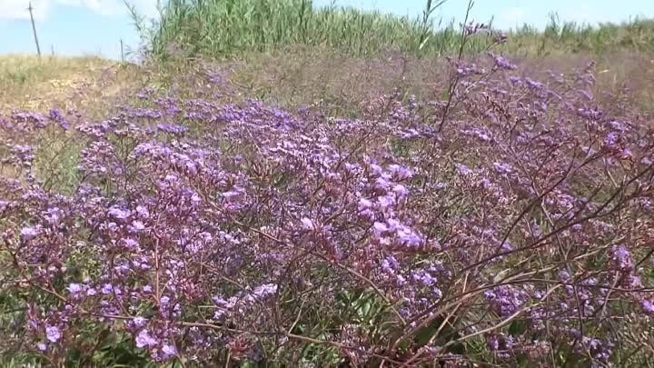 Хутор Новопокровский. Приморско-Ахтарск.