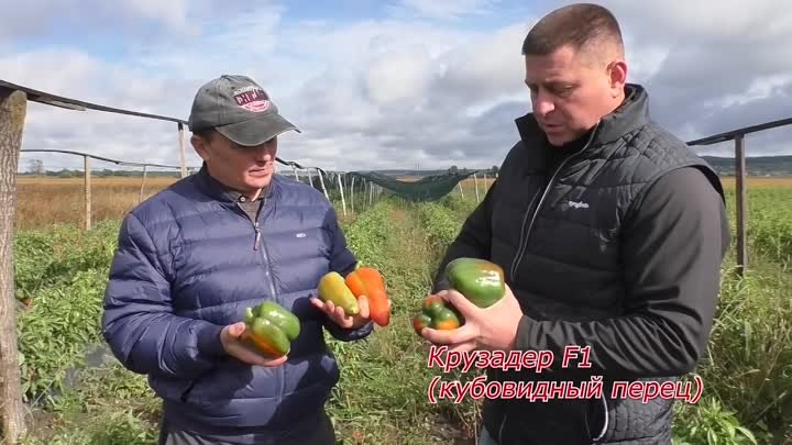 Сорвите сладкий перец осенью в этот момент и он обязательно покраснеет!